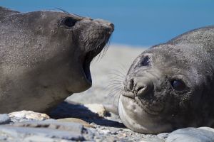 Royal Bay, South Georgia Island 120.jpg